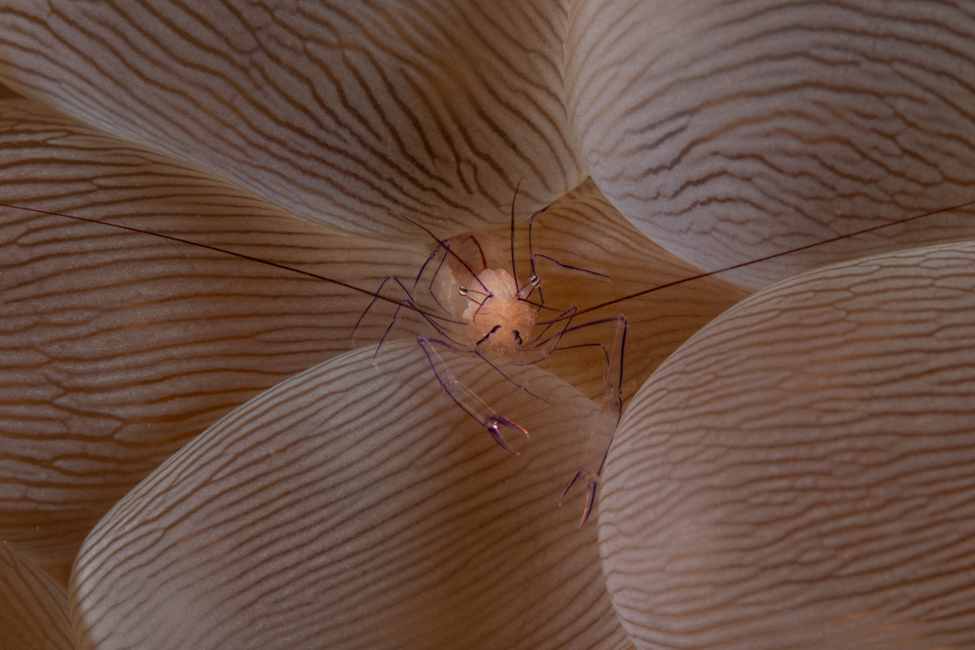 Bubble coral shrimp, Anilao Philippines